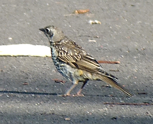 Mistle Thrush